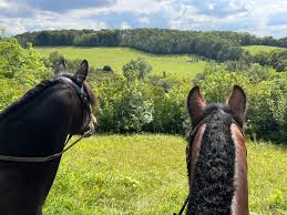 Image result for Beechwood Riding School