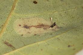 Attēlu rezultāti vaicājumam “Phyllonorycter apparella”