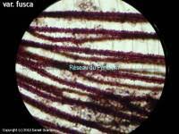 Attēlu rezultāti vaicājumam “Cribraria cancellata spores”