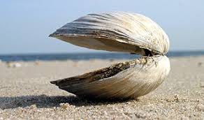 Image result for Clams