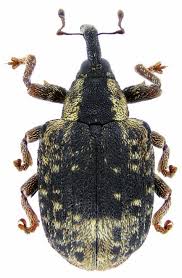 Attēlu rezultāti vaicājumam “Thecabius affinis imago”