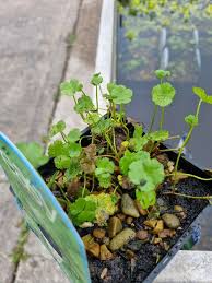 Attēlu rezultāti vaicājumam “Hydrocotyle vulgaris”