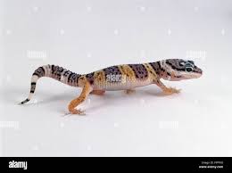 Attēlu rezultāti vaicājumam “Lycogala persicum young”