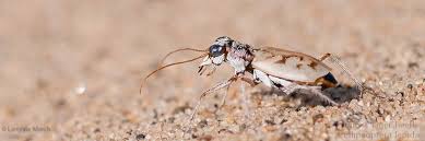 Attēlu rezultāti vaicājumam “Trichiosoma larva”