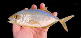 Image result for Caranx bartholomaei