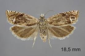 Attēlu rezultāti vaicājumam “Eucosma aspidiscana”