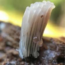 Attēlu rezultāti vaicājumam “Stemonitopsis typhina”