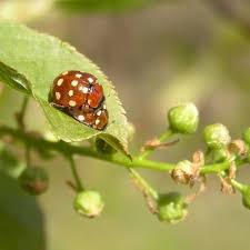 Attēlu rezultāti vaicājumam “Calvia quatuordecimguttata”