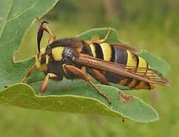 Attēlu rezultāti vaicājumam “Sesia apiformis”