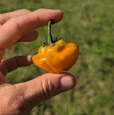 Afbeeldingsresultaat voor yellow mushroom hot pepper