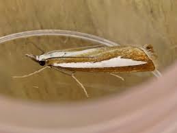 Attēlu rezultāti vaicājumam “Catoptria margaritella”