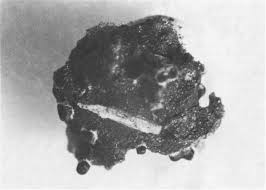 Attēlu rezultāti vaicājumam “Diderma deplanatum spores”