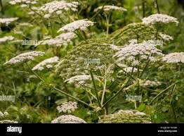 Attēlu rezultāti vaicājumam “Heracleum sosnowskyi”
