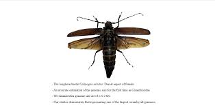 Attēlu rezultāti vaicājumam “Exobasidium cassandrae”