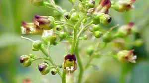 Attēlu rezultāti vaicājumam “Scrophularia umbrosa flower”