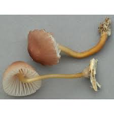 Attēlu rezultāti vaicājumam “Mycena renati”