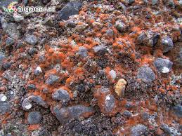 Attēlu rezultāti vaicājumam “Trentepohlia sp.”