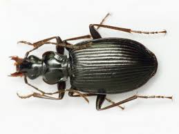 Attēlu rezultāti vaicājumam “Limodromus assimilis”