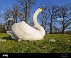 Attēlu rezultāti vaicājumam “Cygnus olor adult”