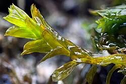 Attēlu rezultāti vaicājumam “Pottiales”