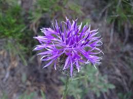 Attēlu rezultāti vaicājumam “Centaurea scabiosa”