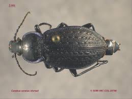 Attēlu rezultāti vaicājumam “Carabidae”