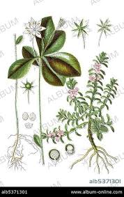 Attēlu rezultāti vaicājumam “Trientalis europaea”