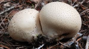 Attēlu rezultāti vaicājumam “Lycoperdon pyriforme”