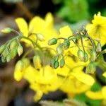 Attēlu rezultāti vaicājumam “Epimedium alpinum”