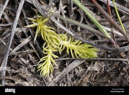 Attēlu rezultāti vaicājumam “Lycopodiella inundata”