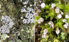 Attēlu rezultāti vaicājumam “Didymium tussilaginis sessile”