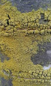 Attēlu rezultāti vaicājumam “Chrysothrix candelaris”