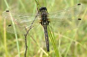 Attēlu rezultāti vaicājumam “Leucorrhinia caudalis male”