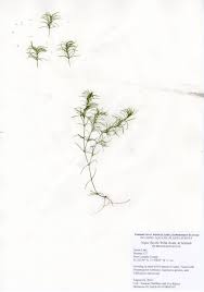 Attēlu rezultāti vaicājumam “Najas flexilis”