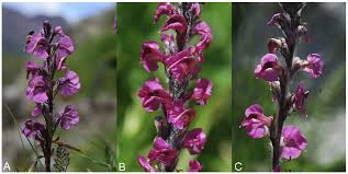Attēlu rezultāti vaicājumam “Pedicularis palustris subsp. opsiantha”