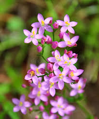 Attēlu rezultāti vaicājumam “Centaurium erythraea flower”