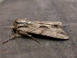 Attēlu rezultāti vaicājumam “Apamea monoglypha”