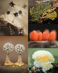 Attēlu rezultāti vaicājumam “Didymium clavus stalked”