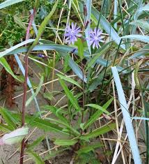 Attēlu rezultāti vaicājumam “Lactuca tatarica bud”