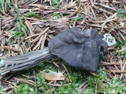 Attēlu rezultāti vaicājumam “Helvella lacunosa”