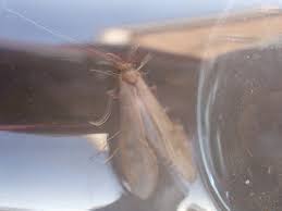 Attēlu rezultāti vaicājumam “Oecetis ochracea”