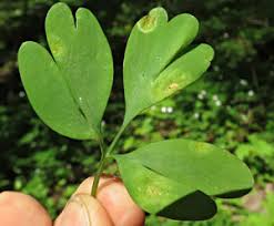 Attēlu rezultāti vaicājumam “Melampsora magnusiana”