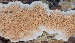 Attēlu rezultāti vaicājumam “Junghuhnia nitida”