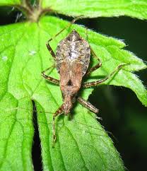 Attēlu rezultāti vaicājumam “Himacerus apterus”