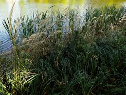 Attēlu rezultāti vaicājumam “Calamagrostis purpurea fruit”