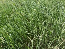 Attēlu rezultāti vaicājumam “Elytrigia repens subsp. arenosa”