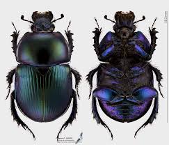 Attēlu rezultāti vaicājumam “Geotrupes”