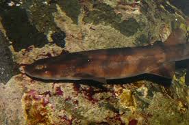 Image result for Haploblepharus pictus