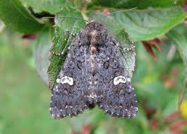 Attēlu rezultāti vaicājumam “Melanchra persicariae”