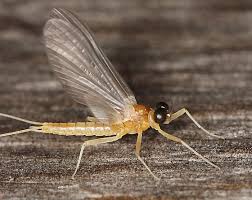 Attēlu rezultāti vaicājumam “Ephemeroptera”